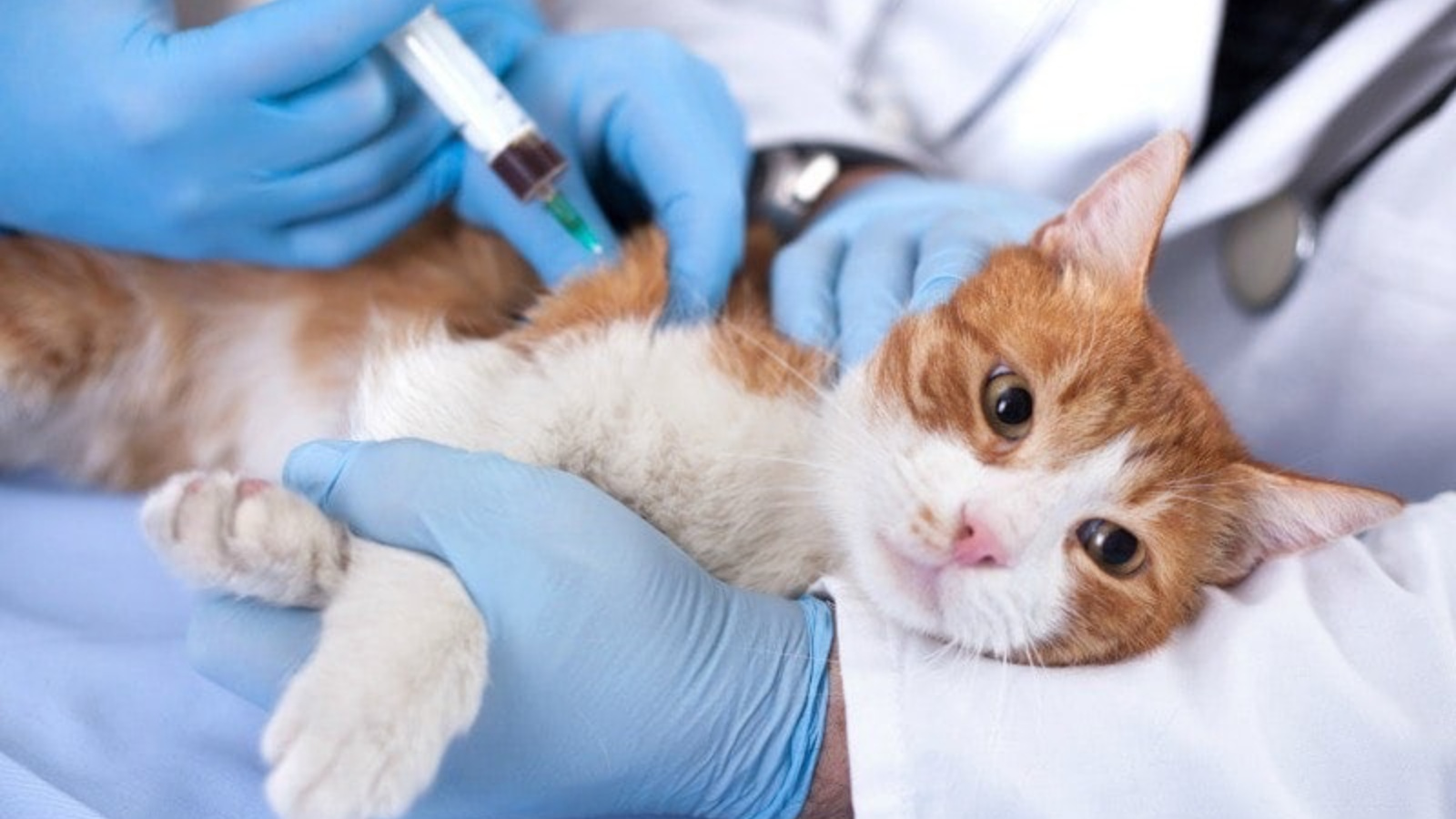 Привить кошку от бешенства. Вакцинация кошек. Терапия животных. Кошачьи вакцины. Укол кошке.